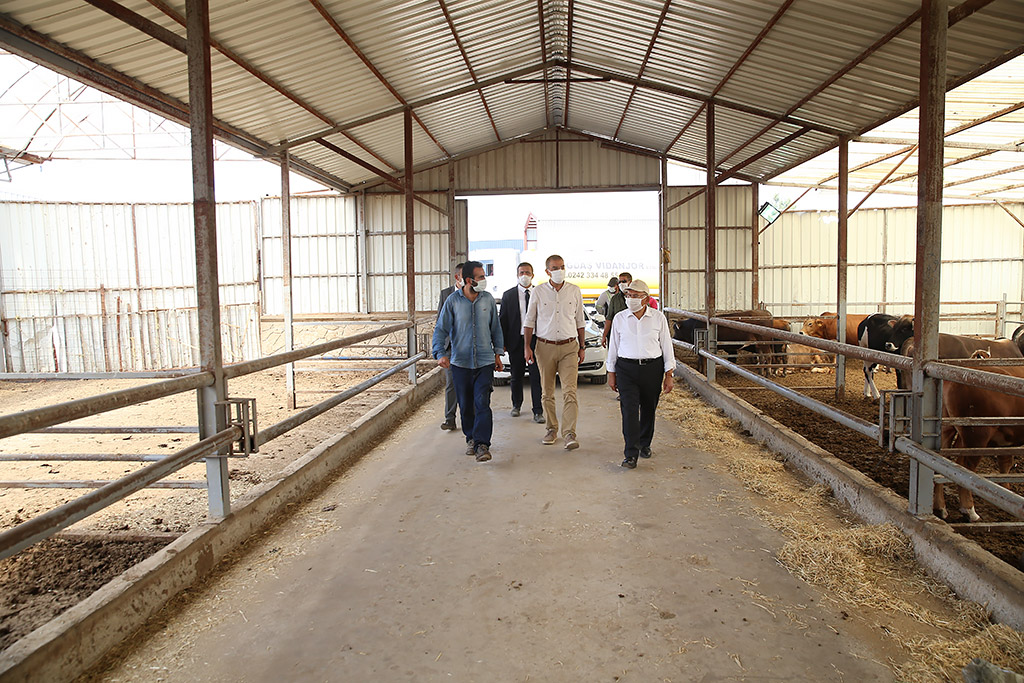 02.09.2020 - Başkan Memduh Büyükkılıç Akçetepe Başyazı Gübre ve Elektrik Üretim Çiftliğini Gezdi